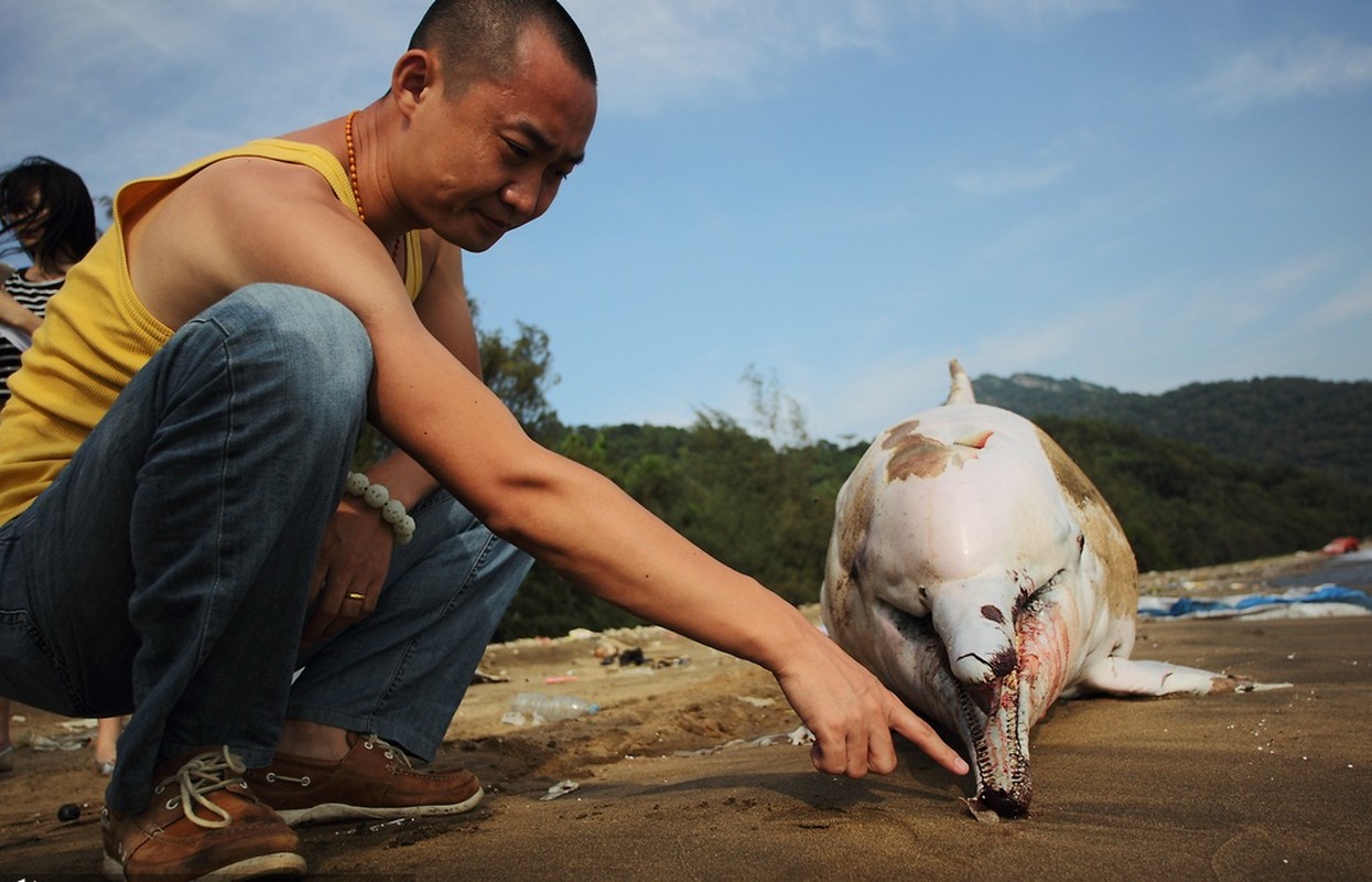 Ca heo trang quy hiem chet tham o Trung Quoc-Hinh-5