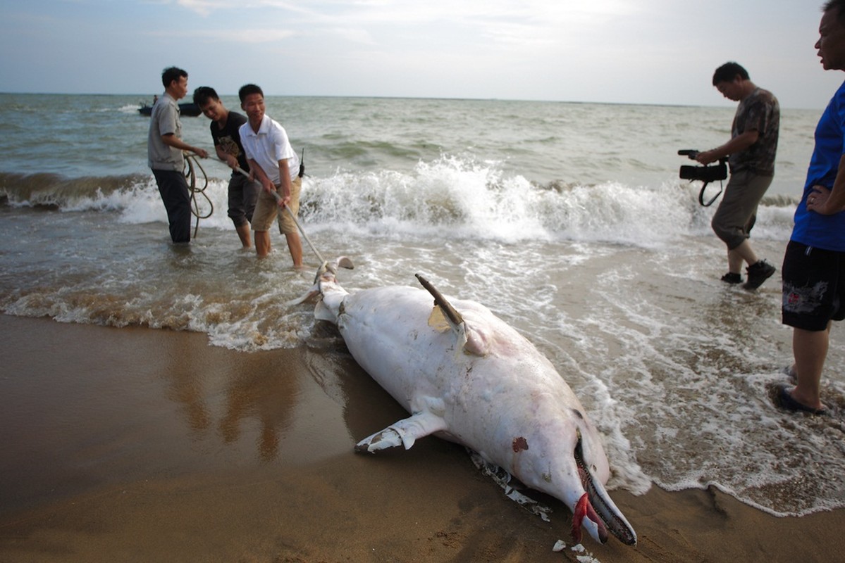 Ca heo trang quy hiem chet tham o Trung Quoc-Hinh-6