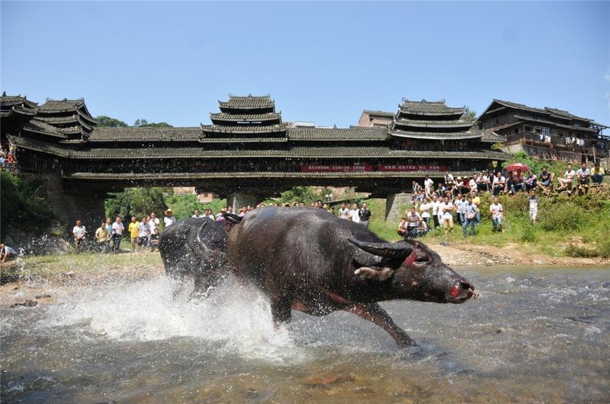 Kich chien dam nuoc trong hoi choi trau ky la-Hinh-5