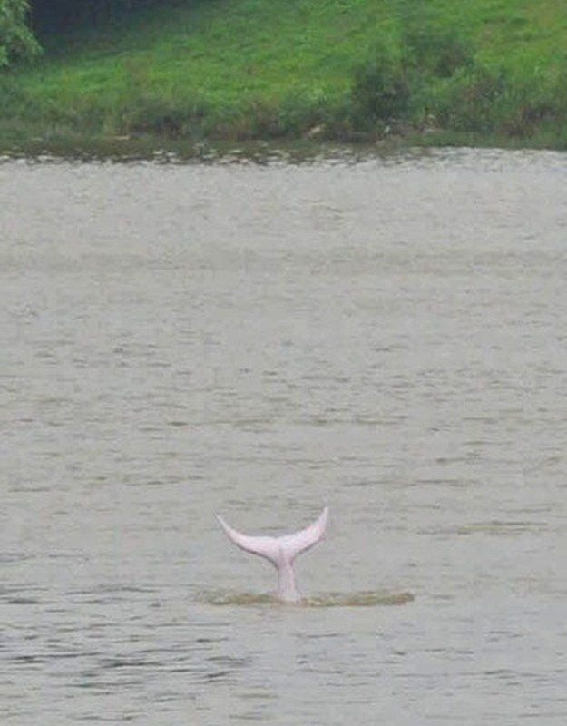 Ca heo trang bat ngo xuat hien khien dan 