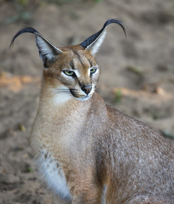 Anh sieu doc ve loai meo hoang da caracal-Hinh-17