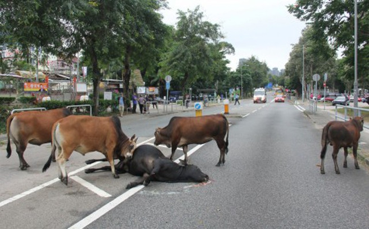 Rot nuoc mat canh bo khong no bo xac ban tren duong