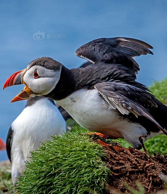 Man tan tinh hai huoc cua chim hai au co rut-Hinh-5