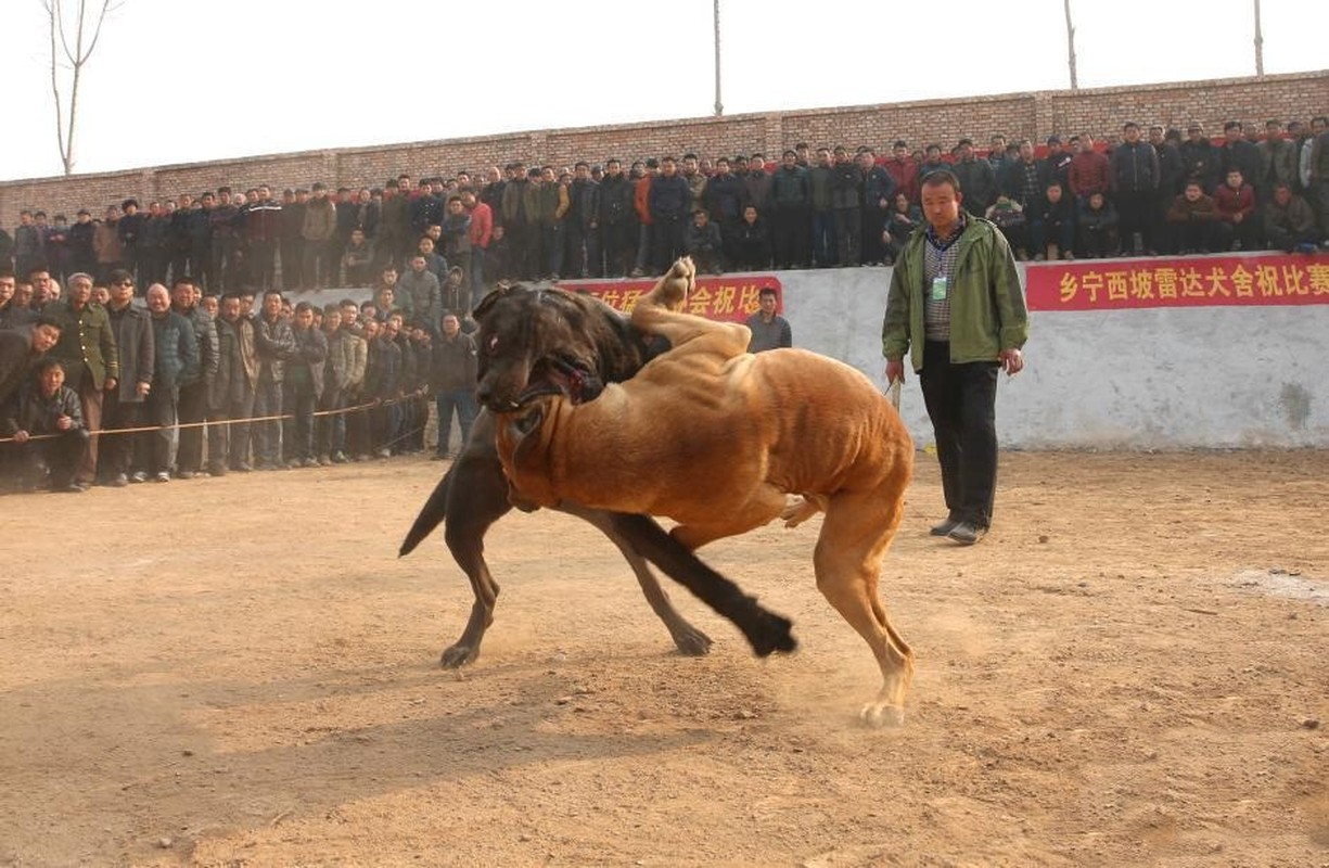 Kinh hoang canh choi cho bao luc o Trung Quoc-Hinh-3