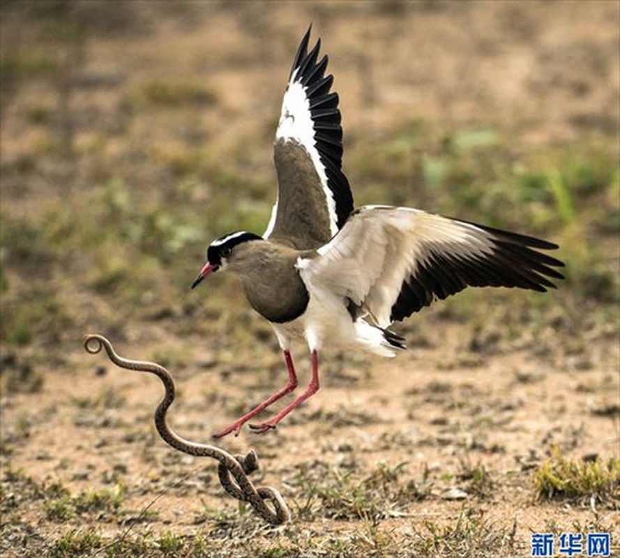 Khoc liet nhung tran chien kinh hoang cua dong vat-Hinh-10