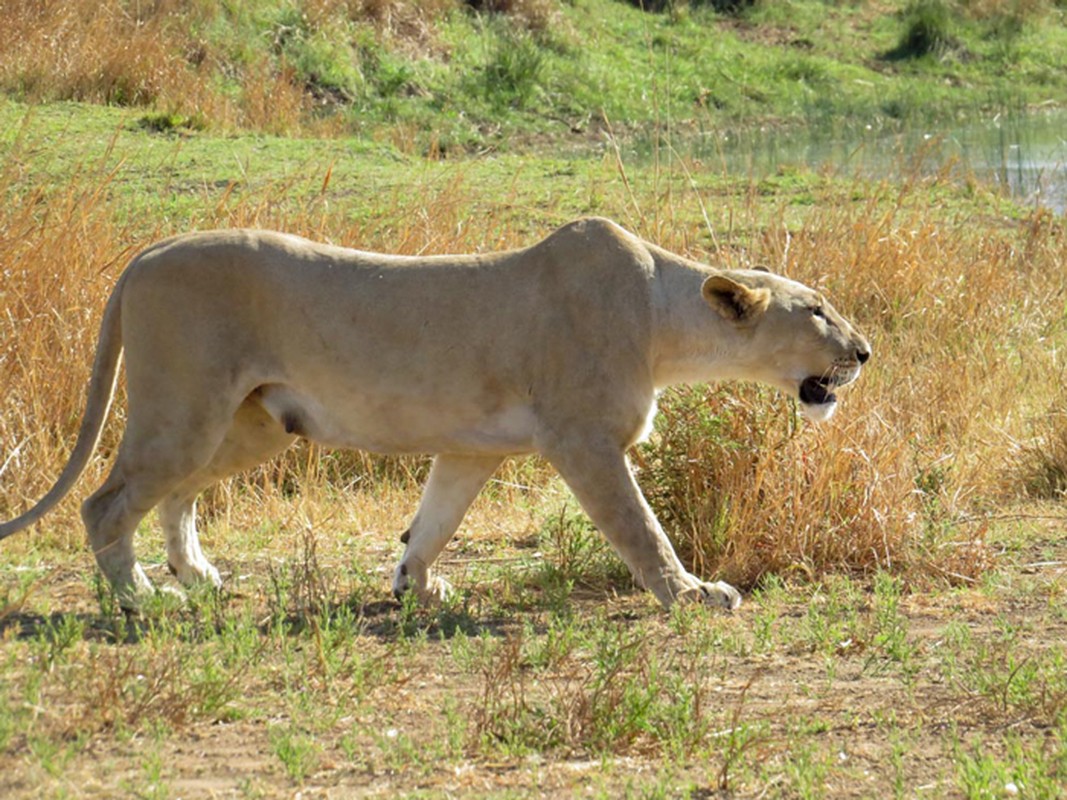 Su tu cai khat mau nhan tam giet ngua van mang thai-Hinh-2