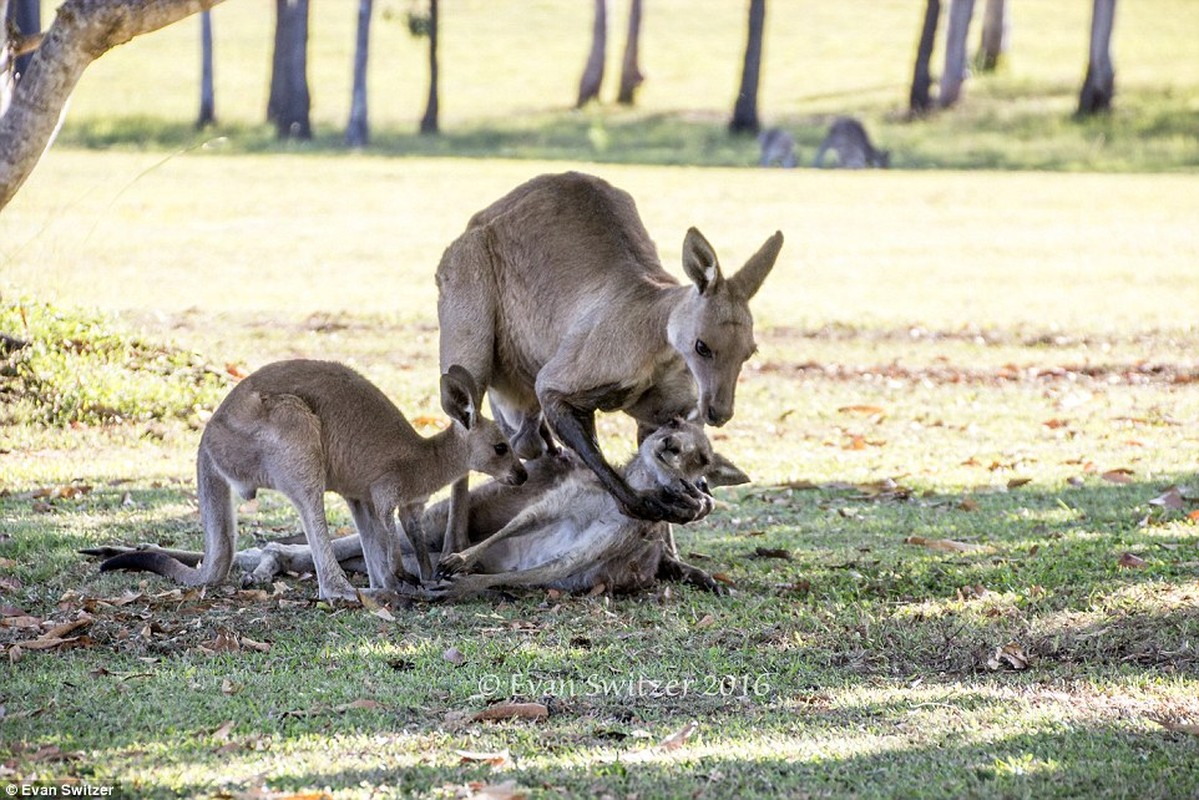 Dau long khoanh khac kangaroo duc tu gia ban doi-Hinh-2