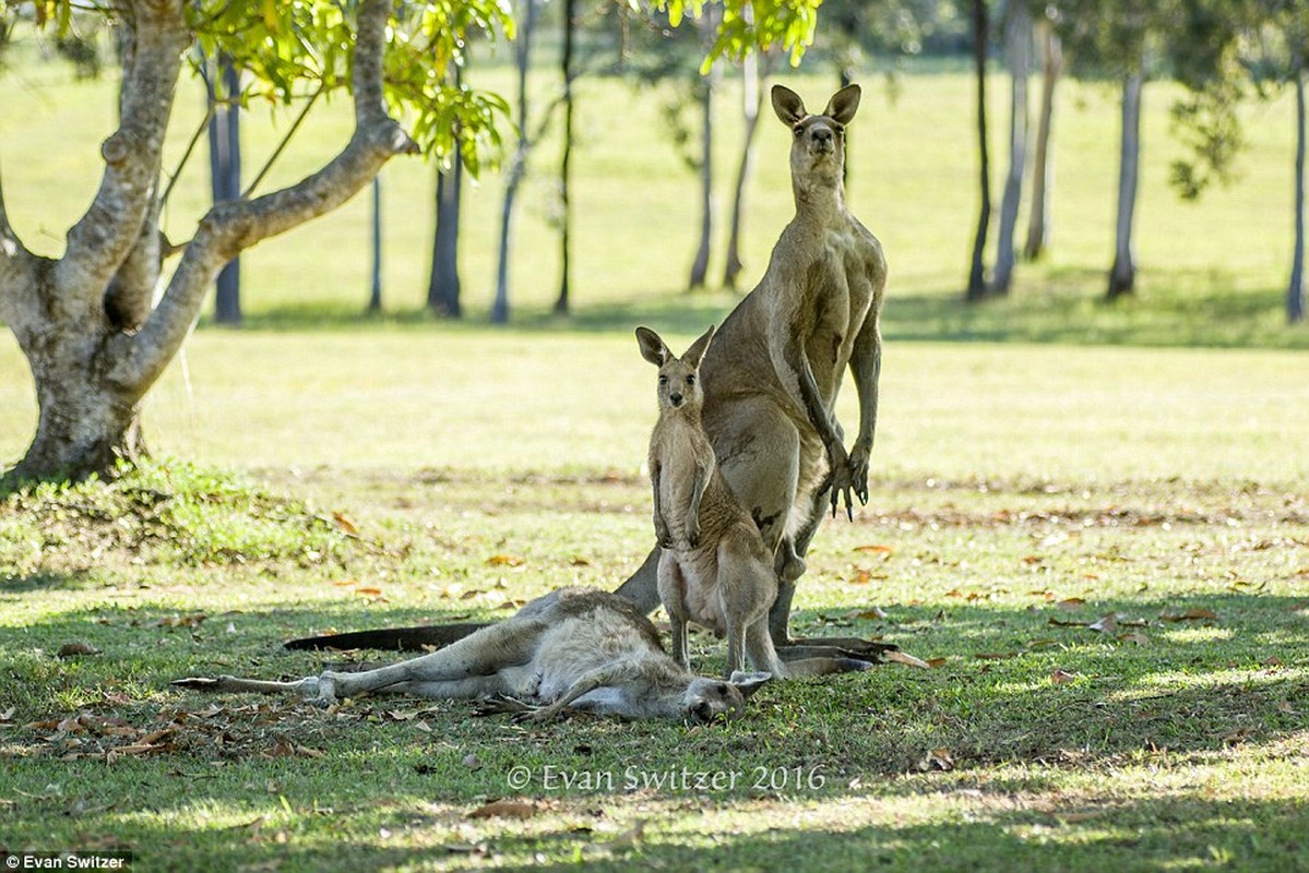 Dau long khoanh khac kangaroo duc tu gia ban doi-Hinh-3