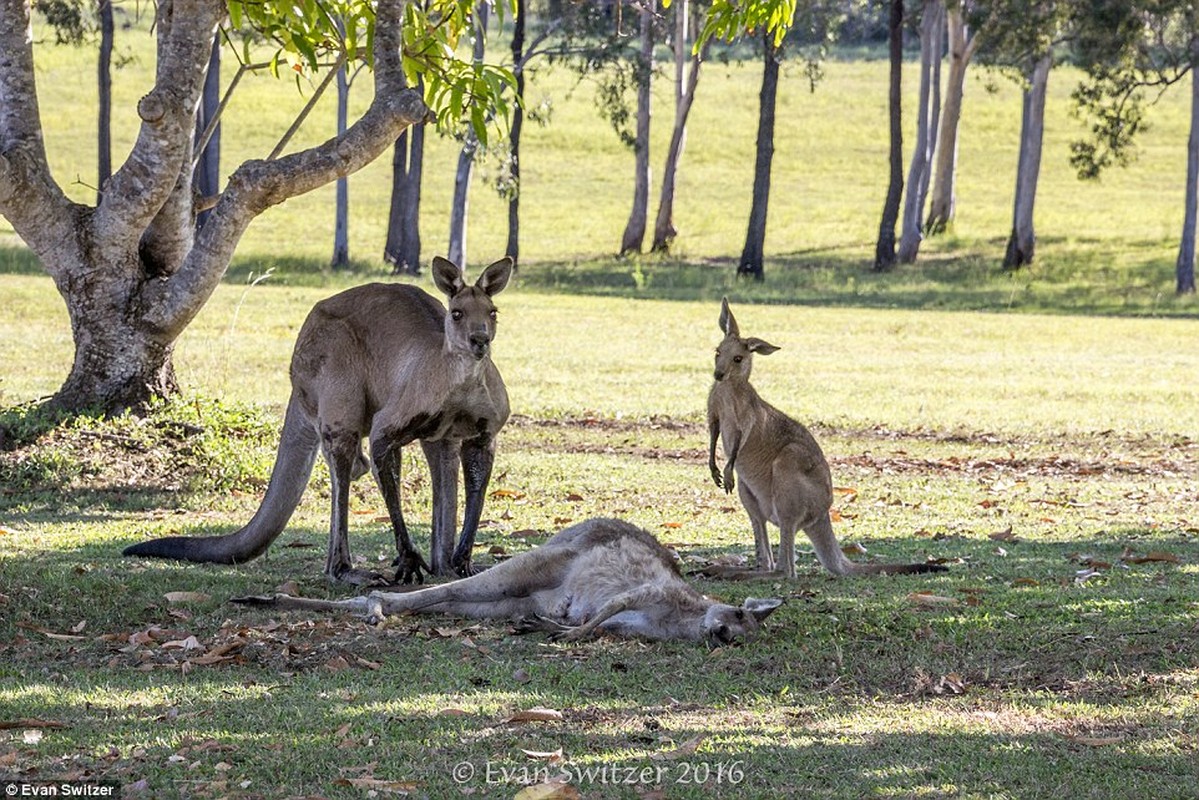 Dau long khoanh khac kangaroo duc tu gia ban doi-Hinh-4