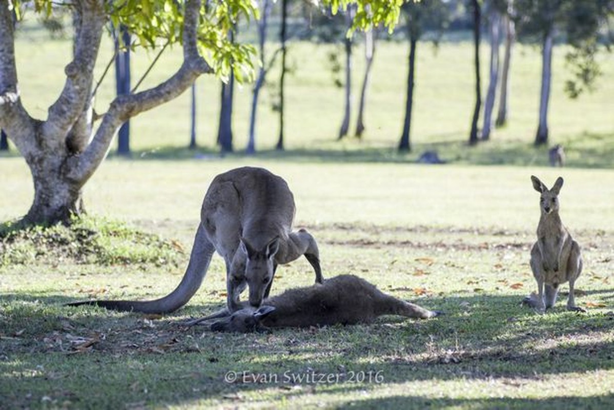 Dau long khoanh khac kangaroo duc tu gia ban doi-Hinh-5