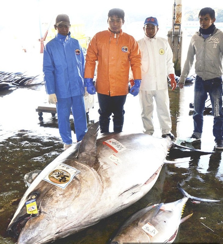 Bat duoc thuy quai ca ngu nang 417 kg o Nhat Ban-Hinh-5