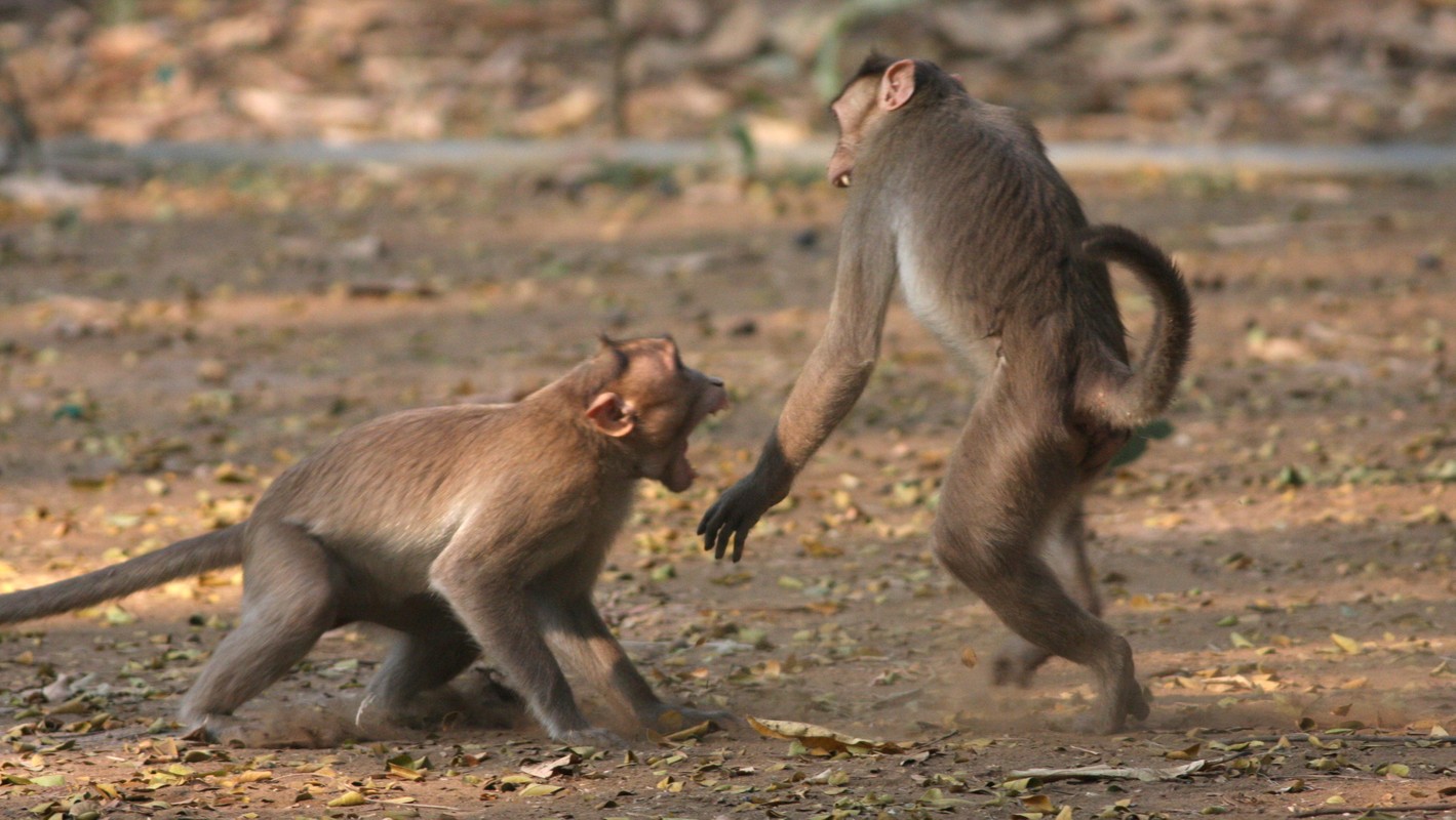 Kinh hoang hon chien cua loai khi voi dong loai-Hinh-5