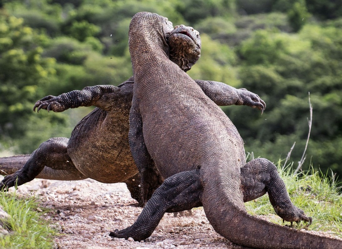 Rung minh tran chien hoang gia cua rong Komodo-Hinh-2