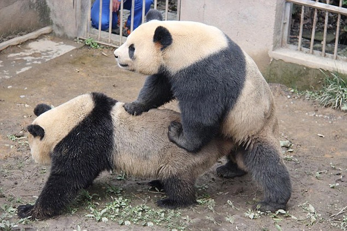 Nguong chin mat xem gau truc “may mua” ngay trong vuon thu-Hinh-6