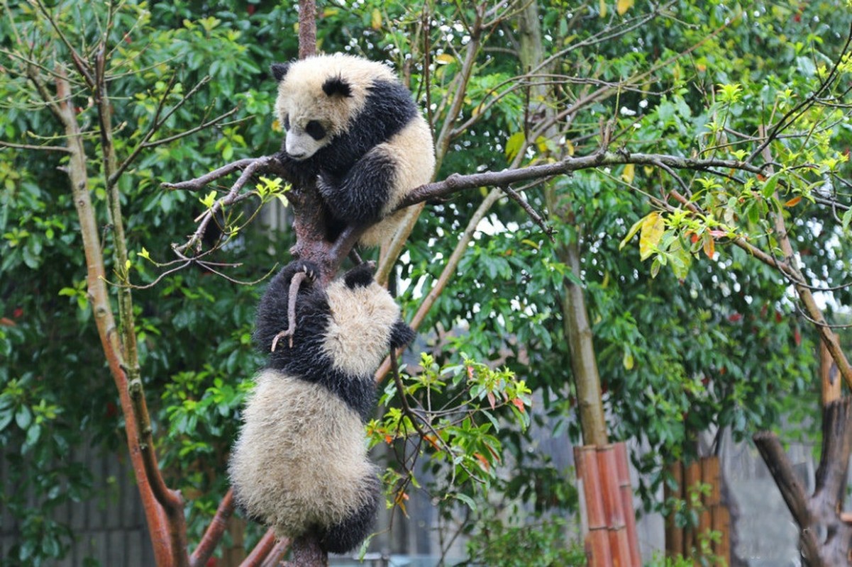 Ngam gau truc con vui dua duoi troi mua cuc dang yeu-Hinh-3