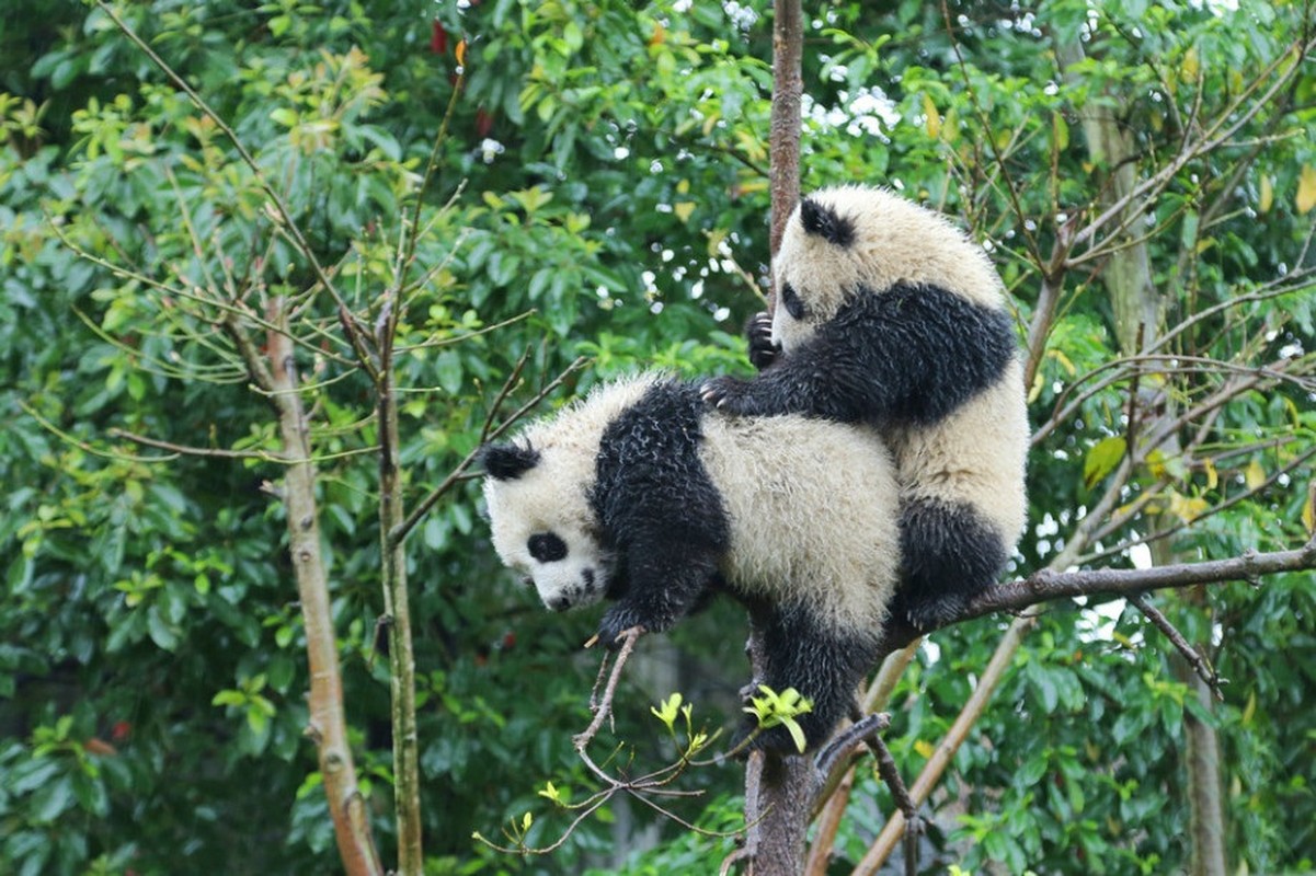 Ngam gau truc con vui dua duoi troi mua cuc dang yeu-Hinh-6