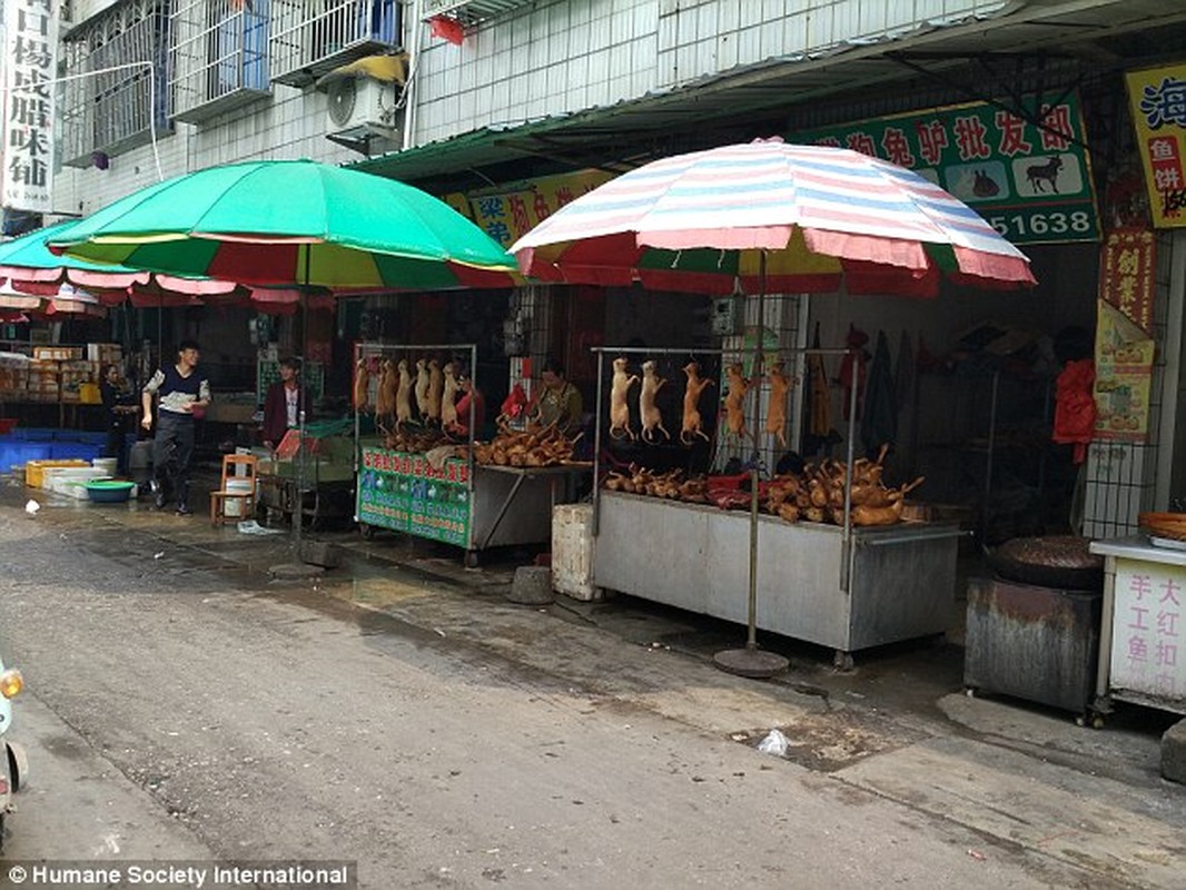 Kinh hoang hang tram con cho bi giet thit da man moi ngay-Hinh-7