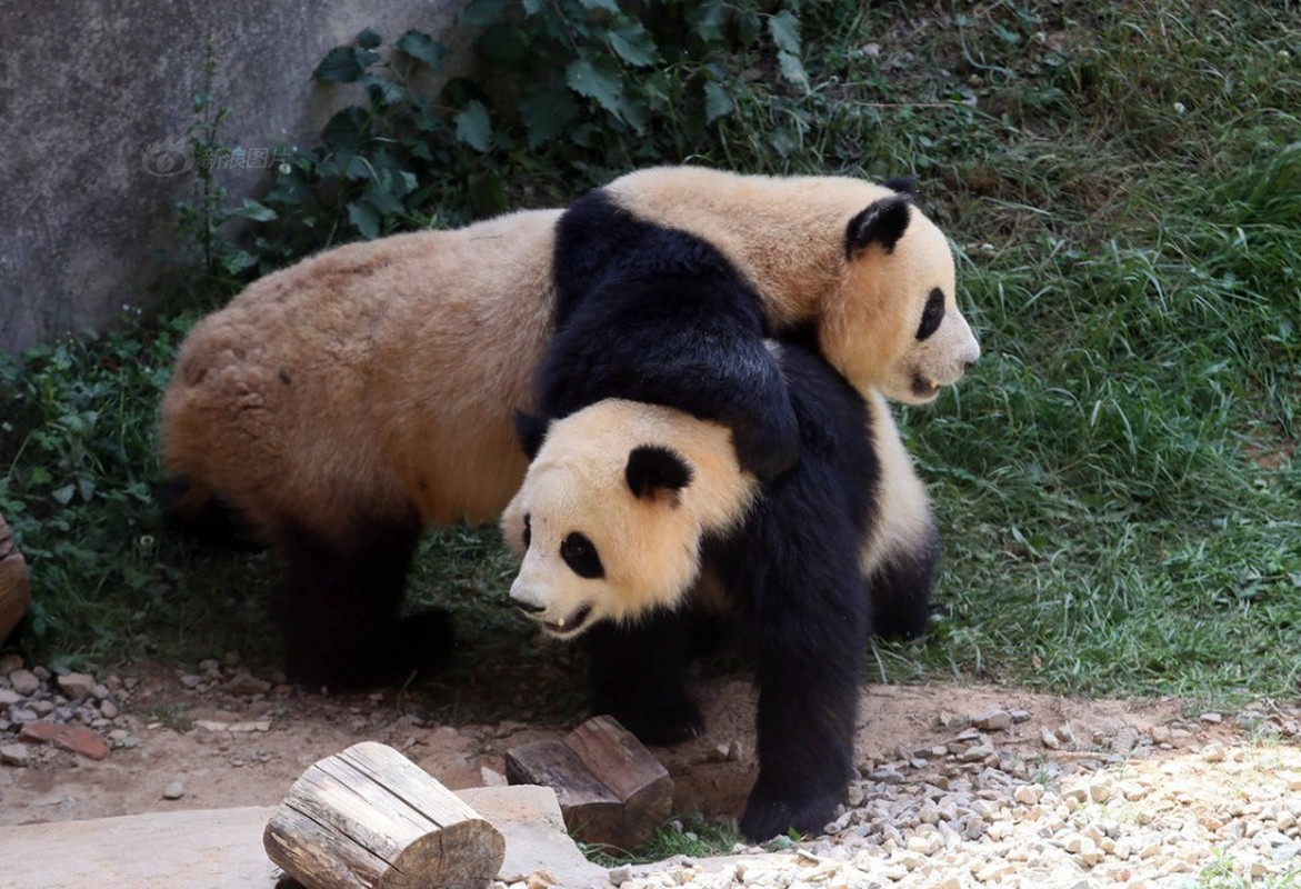Kungfu Panda phien ban gau truc thuc te sieu dang yeu-Hinh-2
