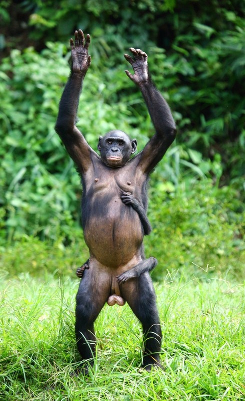 “Do mat” canh vo chong vuon Bonobo “may mua” cong khai-Hinh-13