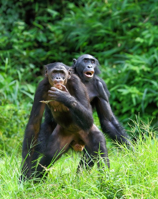 “Do mat” canh vo chong vuon Bonobo “may mua” cong khai-Hinh-4