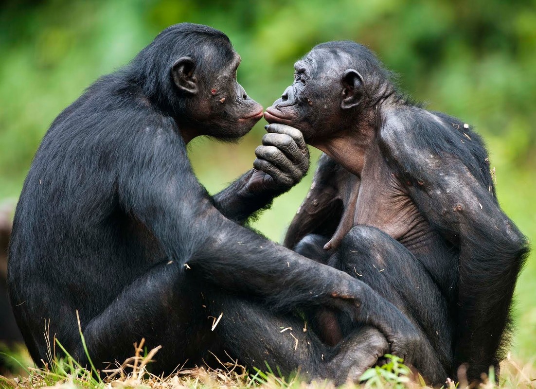 “Do mat” canh vo chong vuon Bonobo “may mua” cong khai-Hinh-5