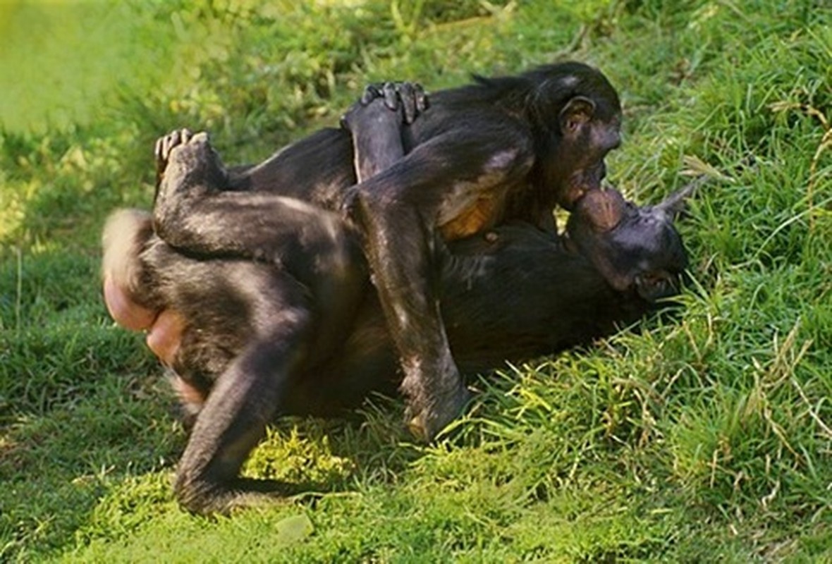 “Do mat” canh vo chong vuon Bonobo “may mua” cong khai-Hinh-6