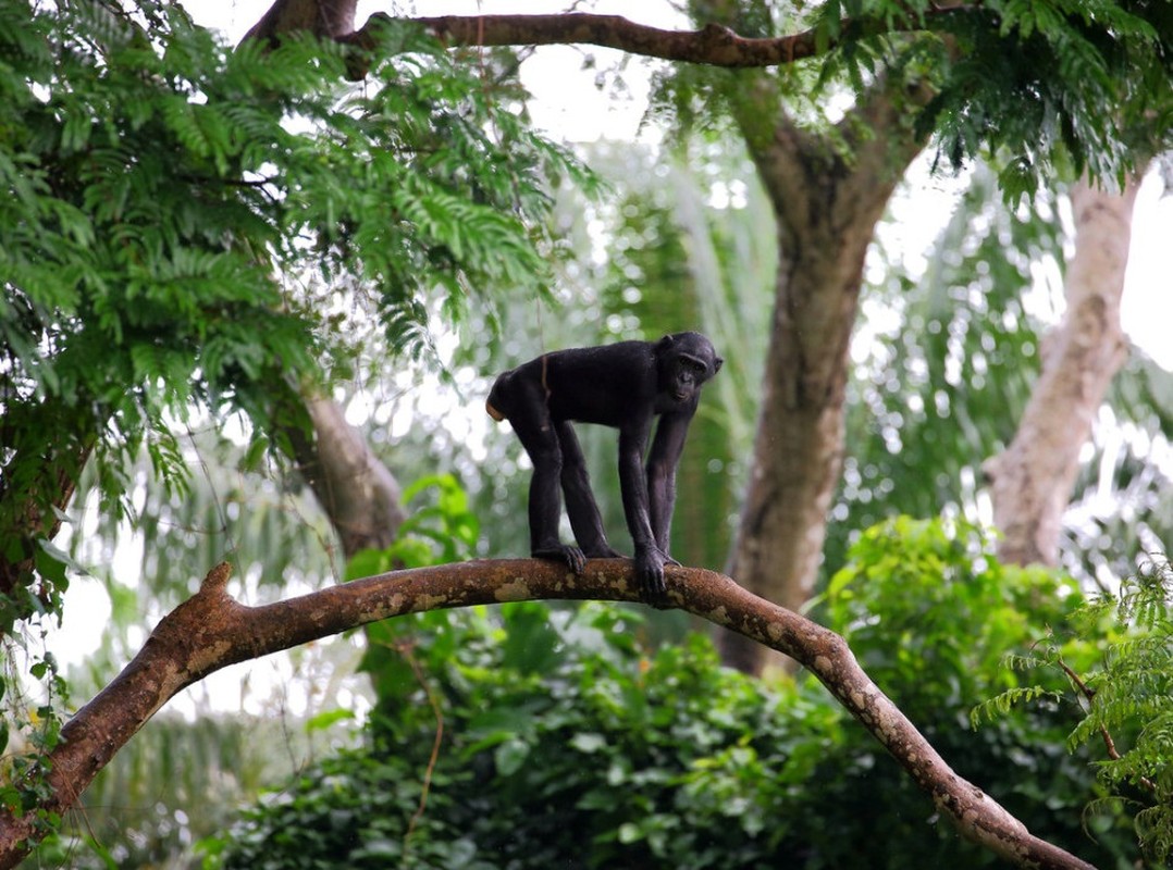 “Do mat” canh vo chong vuon Bonobo “may mua” cong khai