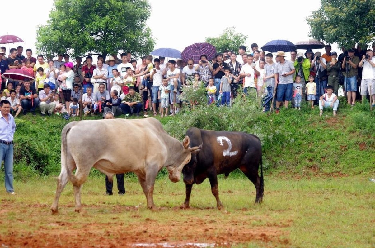 Kinh hoang canh dau bo man ro o Trung Quoc-Hinh-9