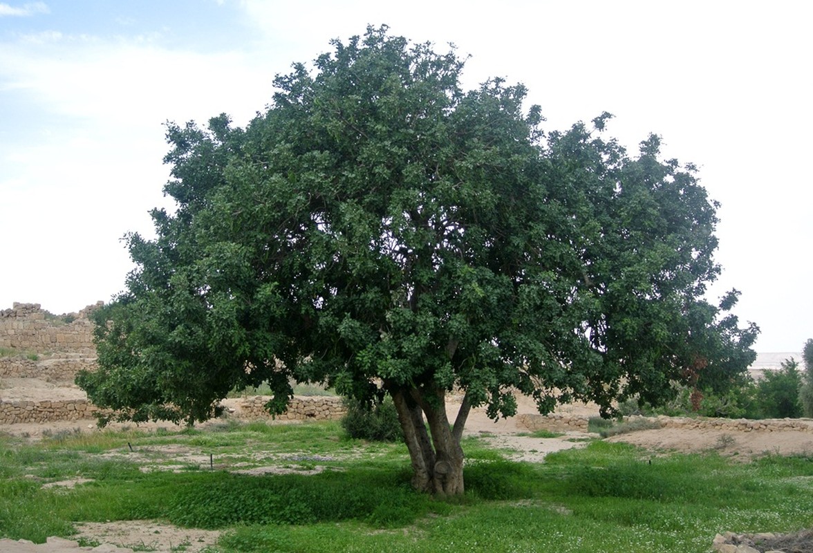 Kham pha soc loai cay co hoa mui nhu tinh dich dan ong-Hinh-6