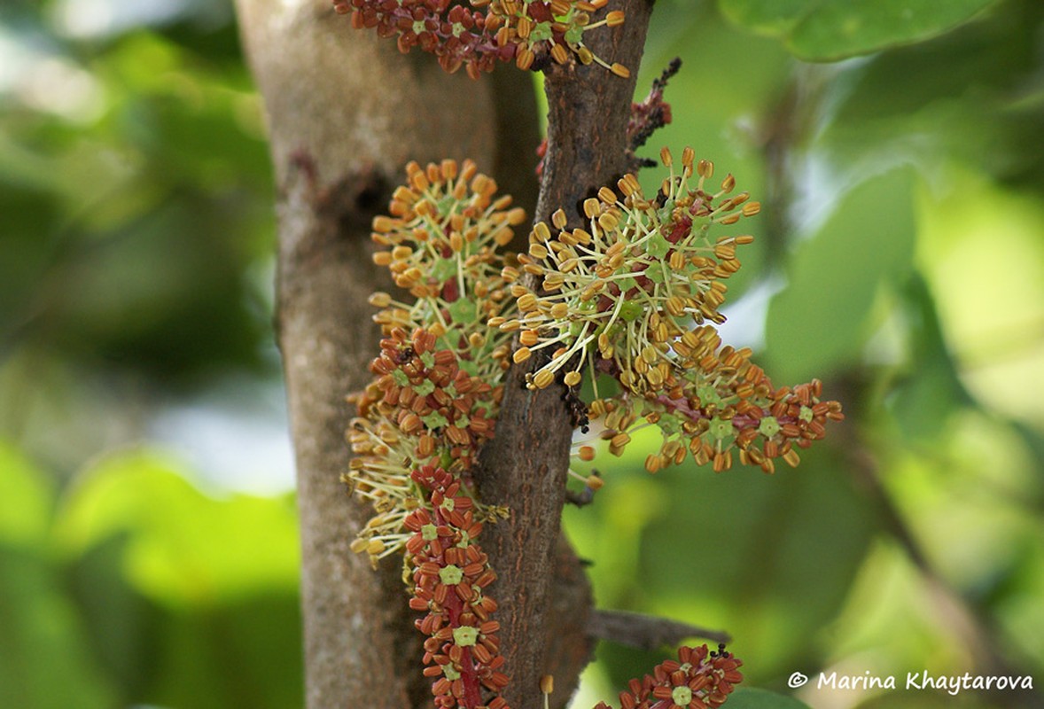 Kham pha soc loai cay co hoa mui nhu tinh dich dan ong-Hinh-9