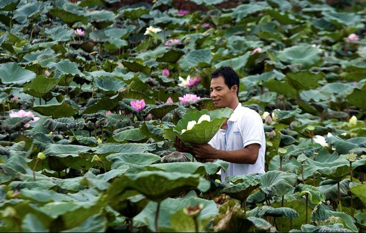 Doc dao nhung khu trong sen “khong dung hang