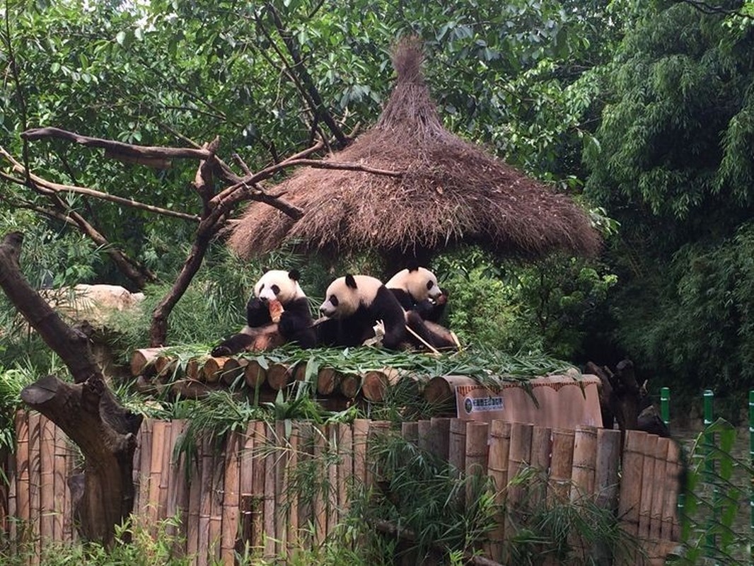 Gau truc khong lo cai sua sieu dang yeu-Hinh-8