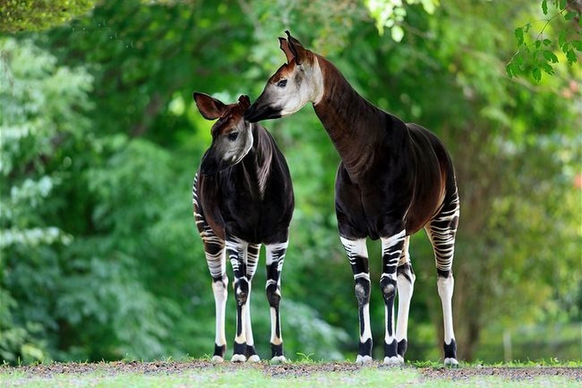 Okapi, loai dong vat ky la buoc ra tu chuyen co tich-Hinh-10