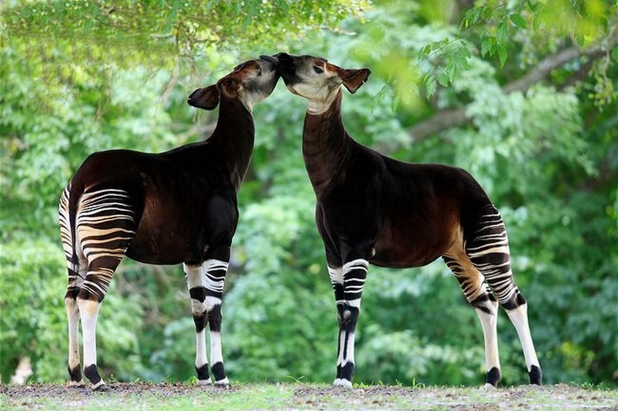 Okapi, loai dong vat ky la buoc ra tu chuyen co tich-Hinh-8