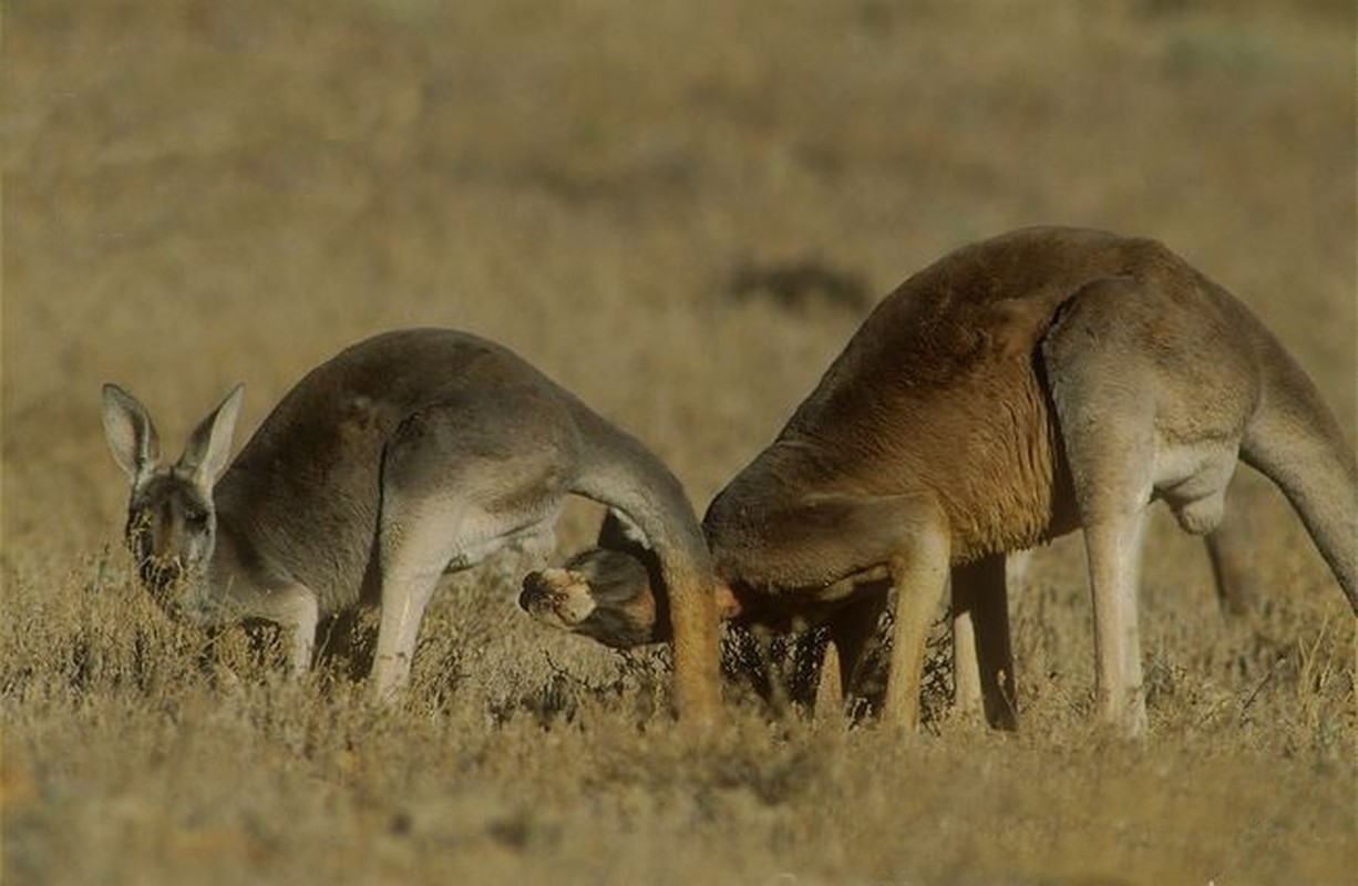 Kangaroo “may mua” cuc lang man duoi anh trang-Hinh-7