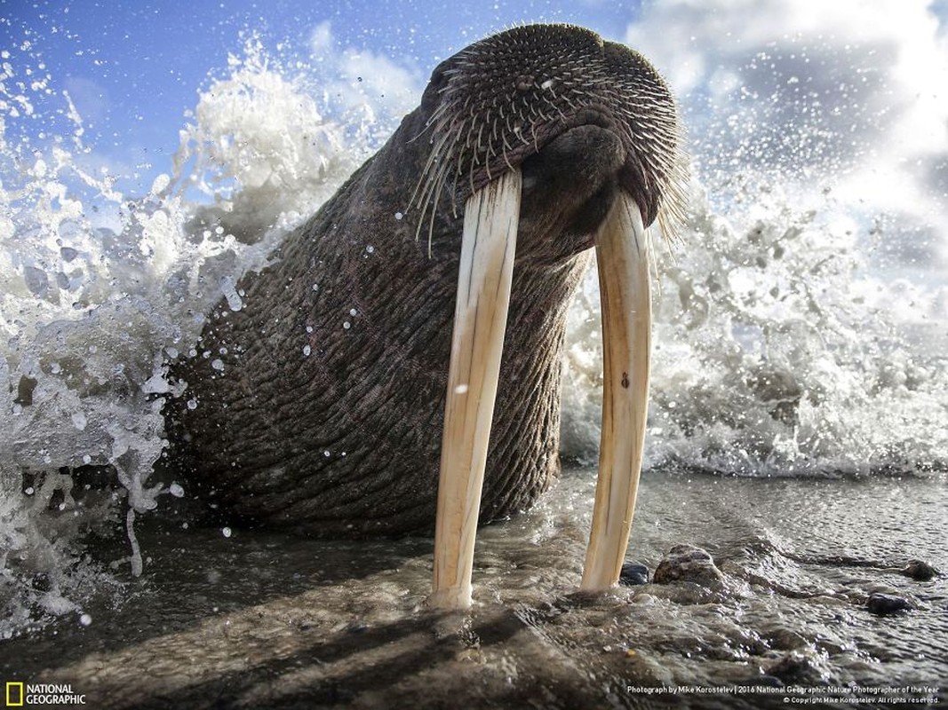 Loat anh thien nhien moi nhat, dep ngat ngay cua National Geographic-Hinh-14