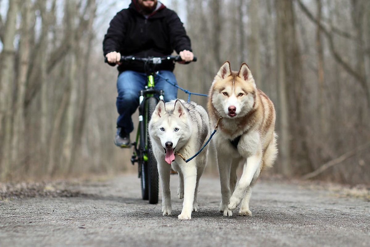 Doi cho husky tuyet dep giup chu nhan thoat chung tram cam-Hinh-12