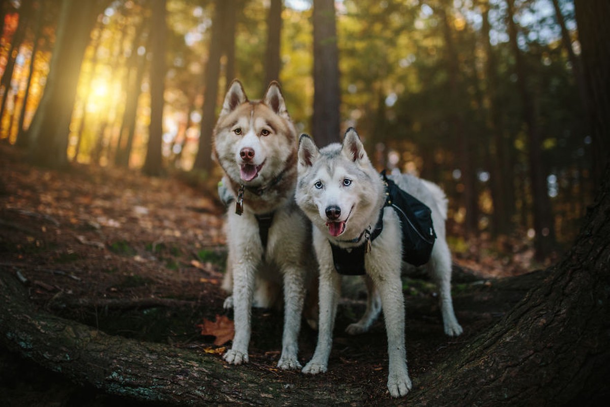 Doi cho husky tuyet dep giup chu nhan thoat chung tram cam-Hinh-3