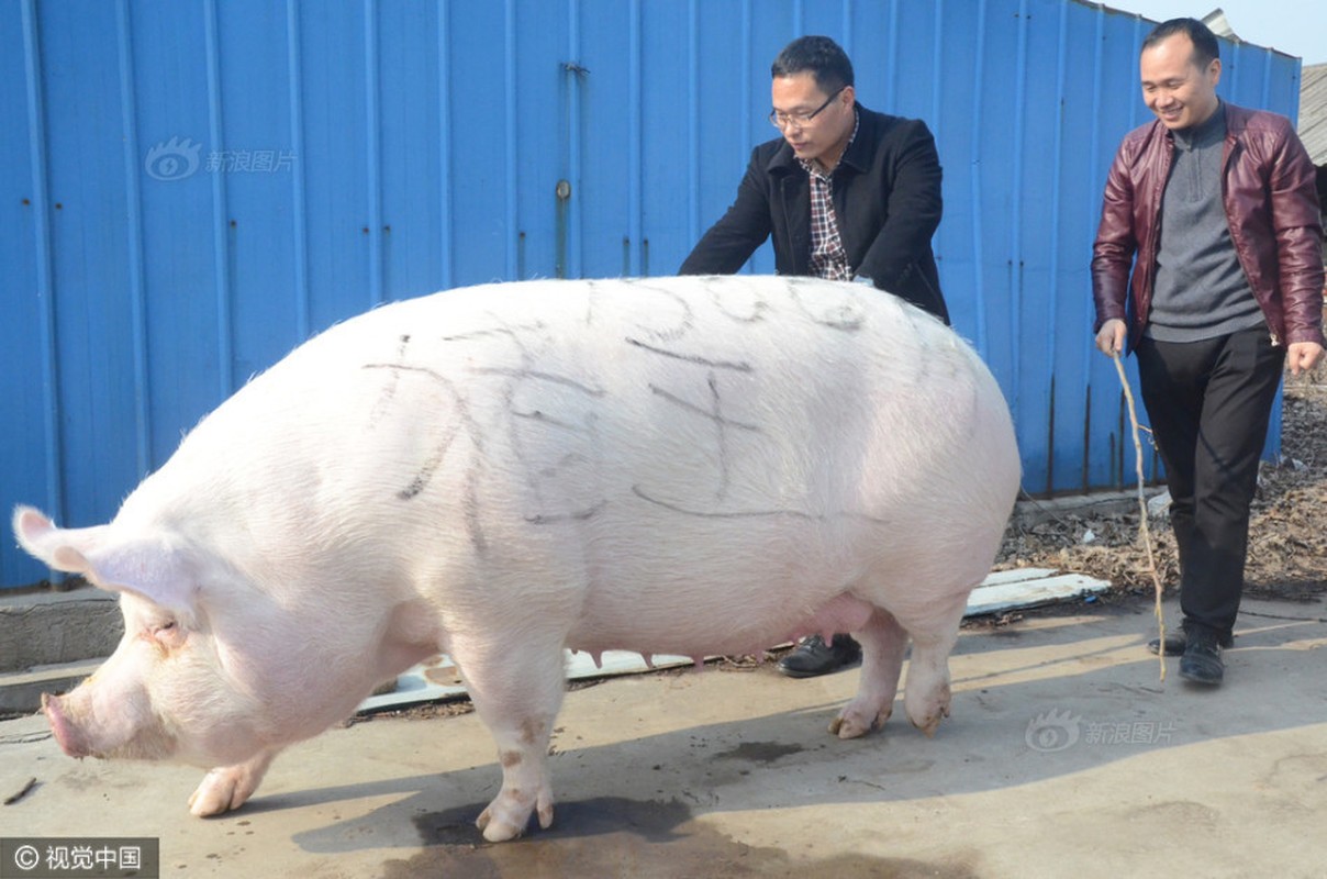 Vua lon khong lo hien lanh de im cho gai tre cuoi-Hinh-6