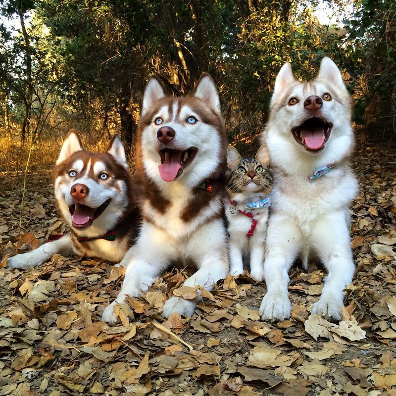 Ky la co meo cung luon nghi minh la cho Husky-Hinh-12