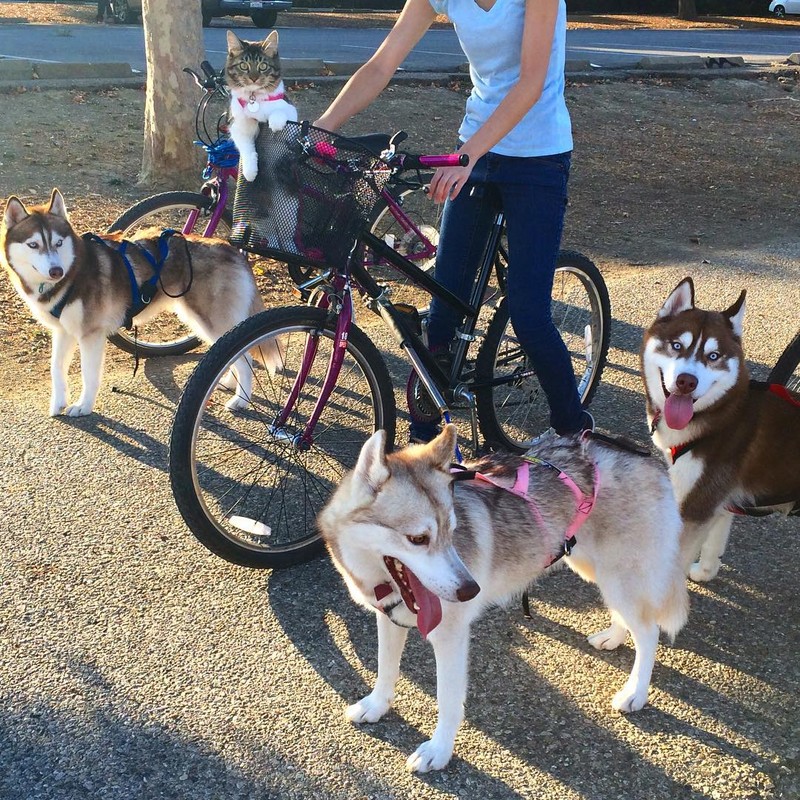 Ky la co meo cung luon nghi minh la cho Husky-Hinh-15