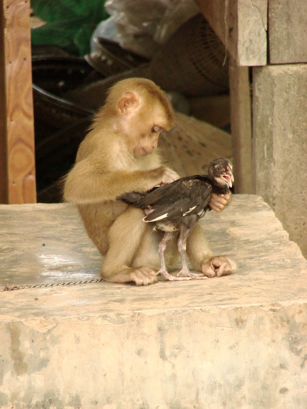 Chet cuoi canh khi lam... tro khi voi con ga toi nghiep-Hinh-10