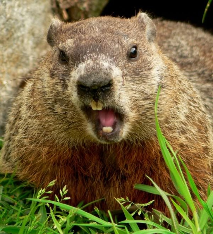 Woodchuck. Billy Woodchuck. Put a Woodchuck. Woodchuck кто это. Put a Woodchuck by photo.