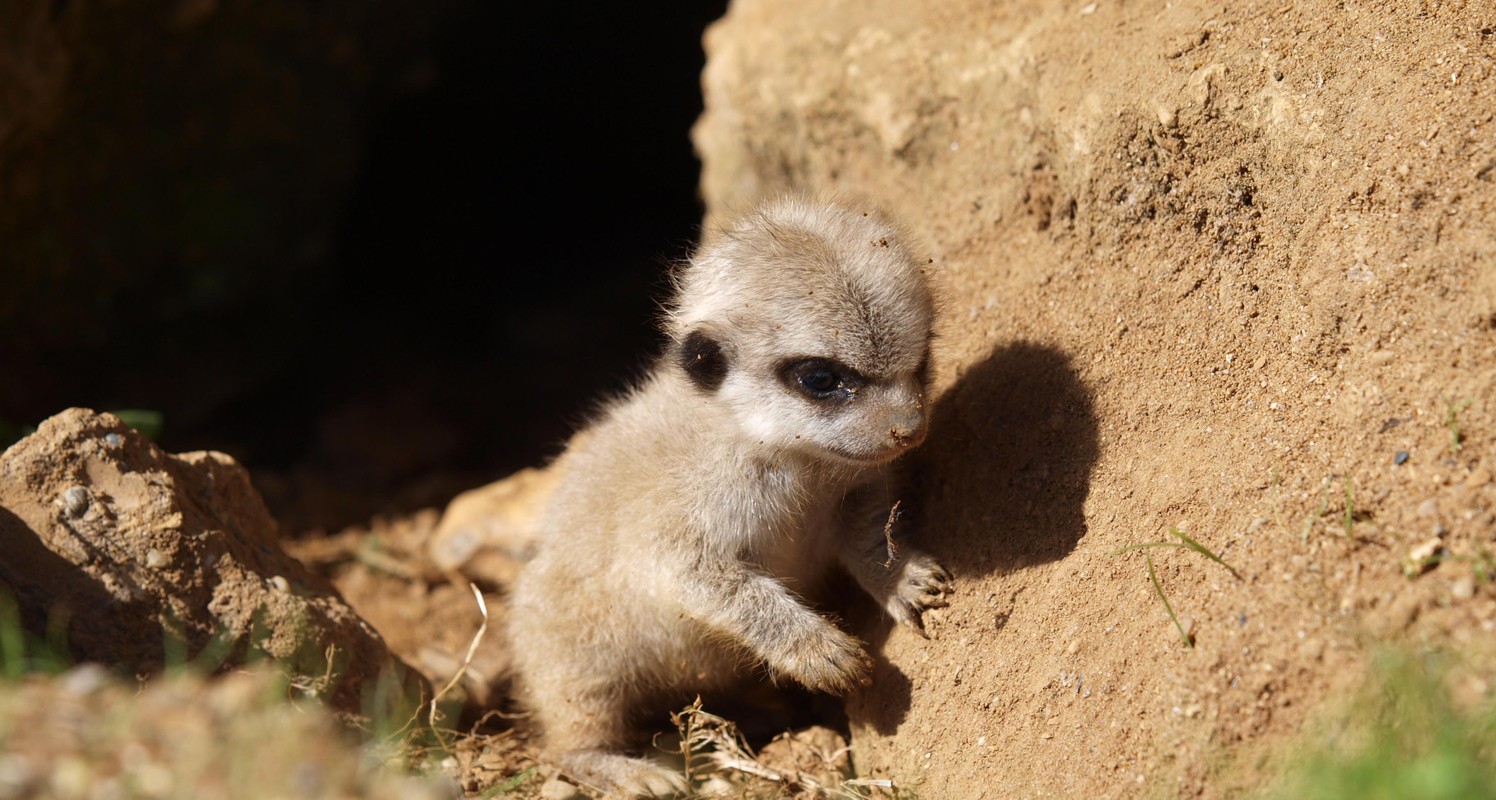 Khoanh khac binh yen tuyet dep cua cay meerkat don tim nguoi xem-Hinh-7