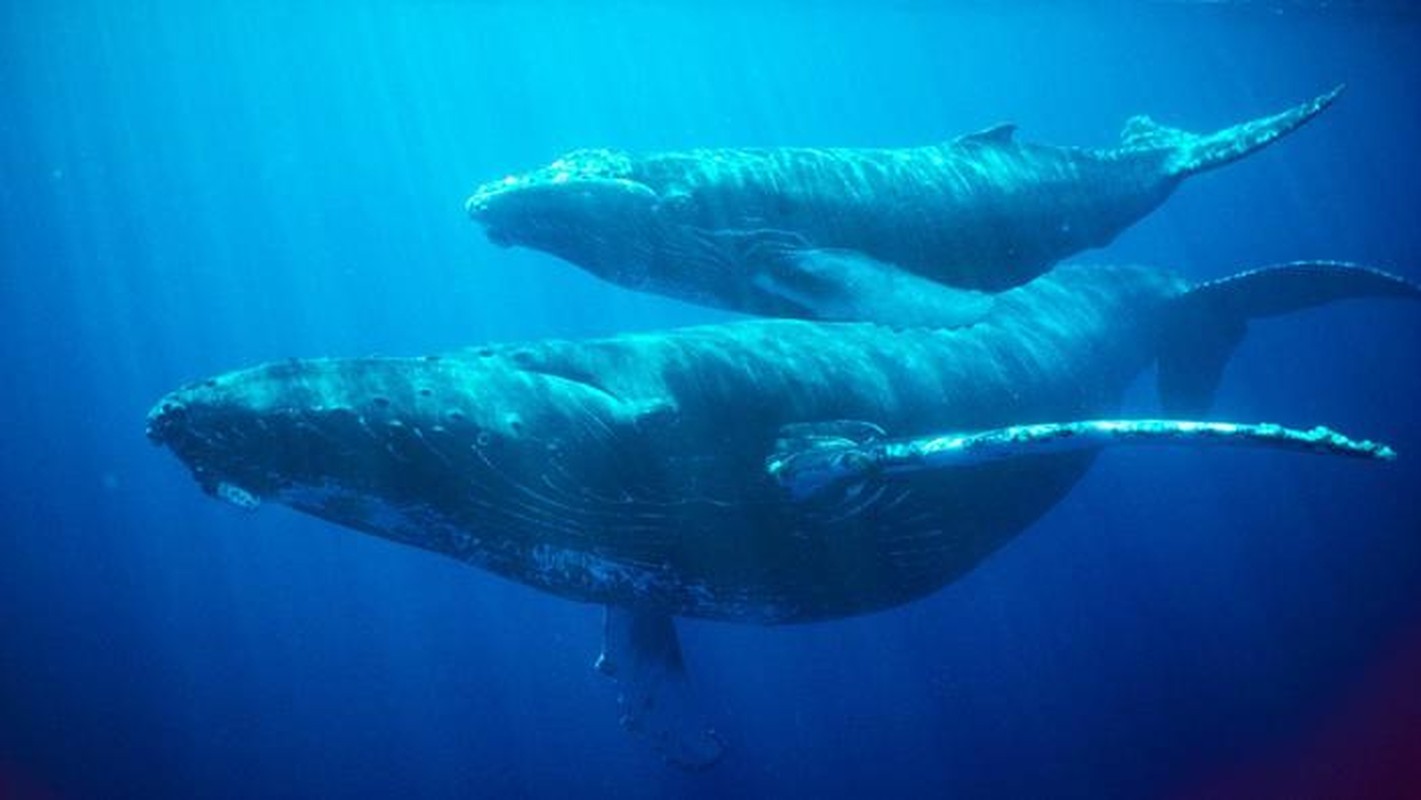 Какие отношения между китом и тунцом. Кит Горбач. Самка горбатого кита. Самка синего кита. Голубой кит.