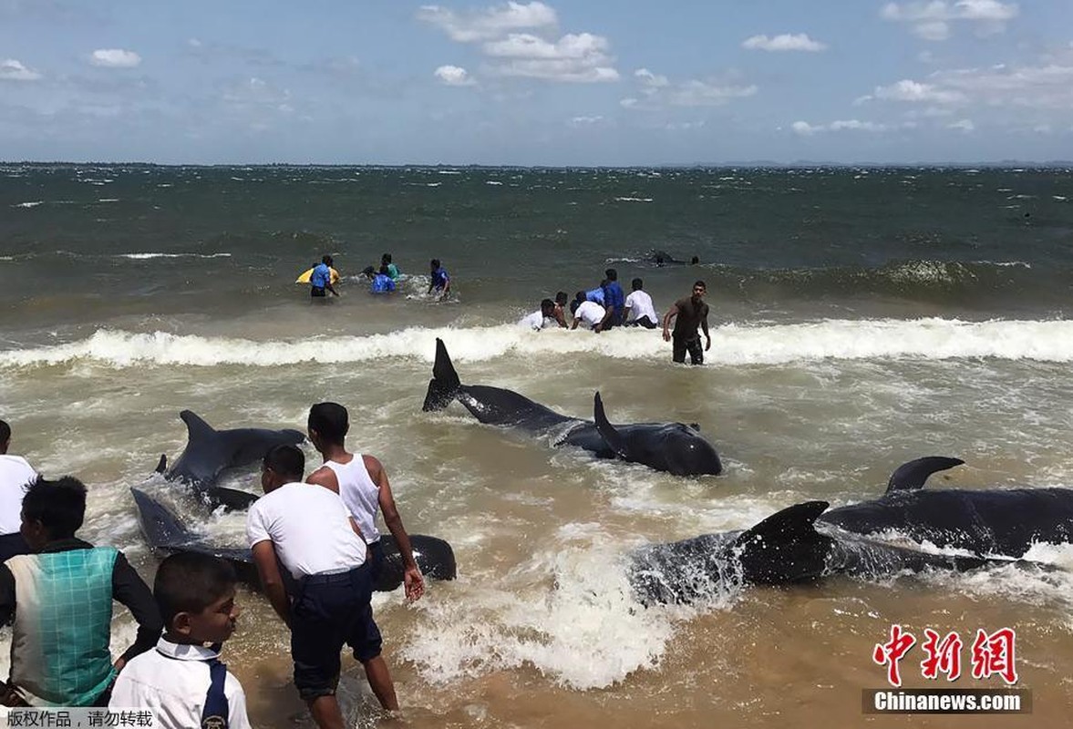 Ngoan muc giai cuu 20 con ca voi dat bo o Sri Lanka