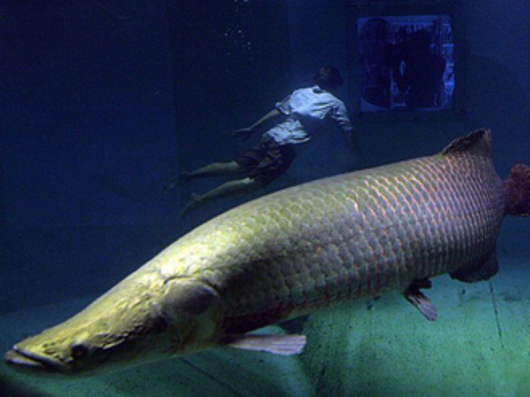 Loi ke hai hung ve loai ca khong lo Arapaima-Hinh-4