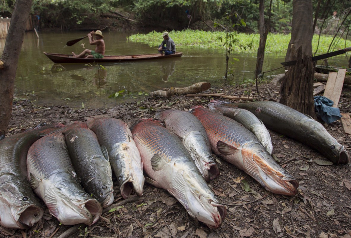 Loi ke hai hung ve loai ca khong lo Arapaima-Hinh-7