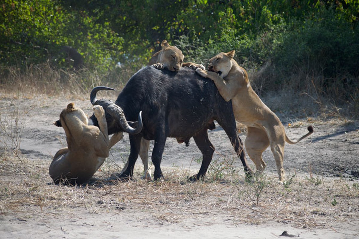 Chien dau ngoan cuong, trau rung van chet tham duoi don su tu-Hinh-3