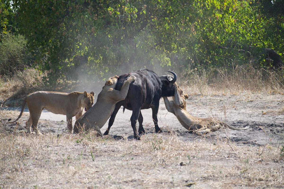 Chien dau ngoan cuong, trau rung van chet tham duoi don su tu-Hinh-5